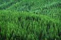 Pine Forest Lush Green Environment Wilderness Royalty Free Stock Photo