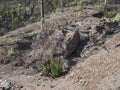 Lush green pine sprouts at Nature park Tamadaba year after wildfire, partially burnt forest renewal. selective focus