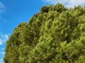 Lush green pine tree crown amidst blue sky Royalty Free Stock Photo