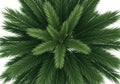 Lush green pine tree crown Royalty Free Stock Photo