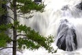 Lush green pine tree with waterfall of cascading water over rocks Royalty Free Stock Photo