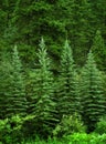 Lush Green Pine Trees Forest in Wilderness Royalty Free Stock Photo