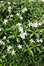 Lush green pinwheel or crepe jasmine flowers