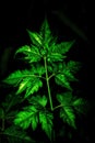 green leaves are illuminated by the dark lights on the plant