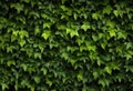 a lush green plant with its shiny, textured leaves draped over a stone wall