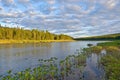 Lush green plants along the banks of the taiga river.