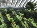 The lush green plants inside the top of the Sky Garden. Royalty Free Stock Photo