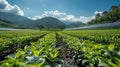 Expansive Experimental Field Featuring Innovative Technology and Lush Vegetation Under Clear Blue Skies Royalty Free Stock Photo