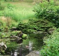 Lush green pond in toronto high park