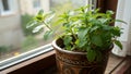 Lush Green Potted Mint Herb Plant on Window Sill Royalty Free Stock Photo
