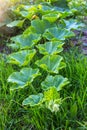 Lush green pumpkin foliage growing in a garden on grass background Royalty Free Stock Photo