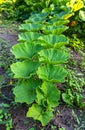 Lush green pumpkin foliage growing in a garden on grass background Royalty Free Stock Photo