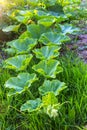 Lush green pumpkin foliage growing in a garden on grass background Royalty Free Stock Photo