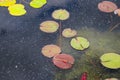 Lush green and purple lily pads floating on top of silky green water in a pond at the Atlanta Botanical Garden Royalty Free Stock Photo