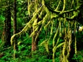Lush Green Rain Forest in Coastal Alaska Royalty Free Stock Photo