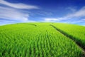 Lush green rice field and blue sky Royalty Free Stock Photo