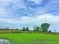 Lush green rice field with a blue sky Royalty Free Stock Photo