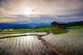 Lush green rice field. Chiang Mai. Thailand. Royalty Free Stock Photo