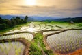 Lush green rice field. Chiang Mai. Thailand. Royalty Free Stock Photo