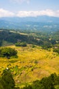 Lush green rice field, expansive landscape in Indonesia Royalty Free Stock Photo