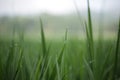 bokeh detail lush Green rice field for background Royalty Free Stock Photo