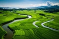 Lush Green Rice Fields Drone View. Serene Countryside Landscape Photography