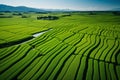 Lush Green Rice Fields Drone View. Serene Countryside Landscape Photography