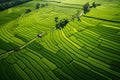 Lush Green Rice Fields Drone View. Serene Countryside Landscape Photography