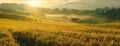 lush green rice fields, gently swaying in the breeze, under a clear blue sky dotted with fluffy white clouds. Royalty Free Stock Photo