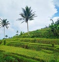 Lush green rice fields on the hillside with coconut trees Royalty Free Stock Photo