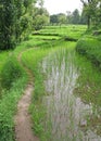 Lush green rice fields & paddy cultivation Royalty Free Stock Photo