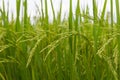 Lush green rice fields Royalty Free Stock Photo