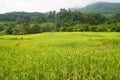 Lush green rice fields, small plots cultivated by Royalty Free Stock Photo