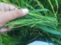 Lush Green Rice Paddy in Beautiful Human Hands