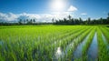 Lush Green Rice Paddy Field Under a Sunny Sky Royalty Free Stock Photo