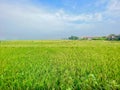 Lush green rice paddy fields extend across the landscape under a partly cloudy sky Royalty Free Stock Photo