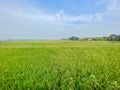 Lush green rice paddy fields extend across the landscape under a partly cloudy sky Royalty Free Stock Photo