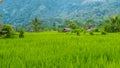 Lush green Rice tarrace in Sidemen. Bali, Indonesia