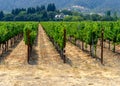 Napa Valley Vineyard with House Mid-Summer Royalty Free Stock Photo