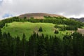 Lush Green Scenic Landscape with Pine Trees Royalty Free Stock Photo