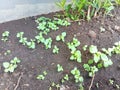 Lush Green Seedlings Sprouting in Dark Soil Royalty Free Stock Photo