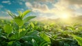 Lush green soybean field harvest on organic farm nature s fresh eco vegetable bounty Royalty Free Stock Photo