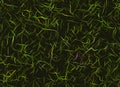 Lush green sparse grass texture Royalty Free Stock Photo