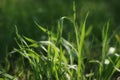 Lush green spring grass Royalty Free Stock Photo