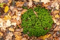 Lush green star moss on an autumnal deciduous forest floor. The colors form a great contrast