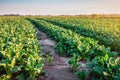 Lush green sugar beet leaves on the organic field Royalty Free Stock Photo