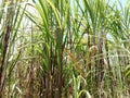 The lush green sugarcane tree, under the clear sky