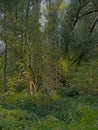 Lush green summer forest in the Flemish countryside