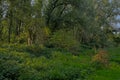 Lush green summer forest in the Flemish countryside Royalty Free Stock Photo