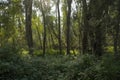 Lush green summer forest in the Flemish countryside